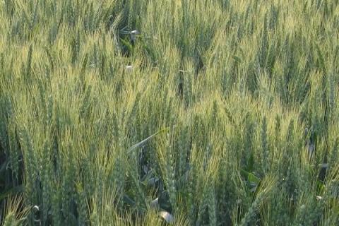 定丰18号小麦品种简介，3月中下旬播种