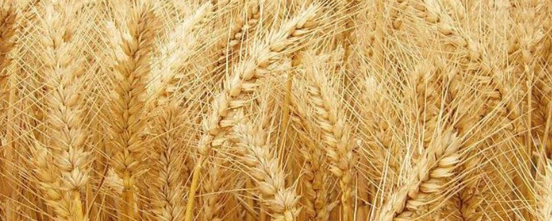 宁麦资126小麦品种简介，春性中熟小麦品种