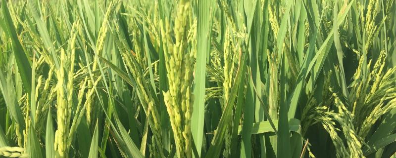 犇优9901水稻种子介绍，全生育期平均118.5天