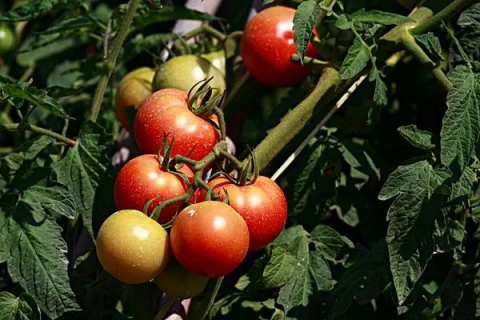 西红柿什么时候播种，最佳播种时间