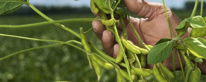 辽豆52大豆种子特点，选择在中等以上肥力地块种植