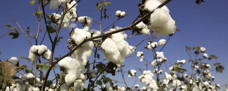 金湖棉128棉花种子特征特性，5月中下旬至6月上旬播种