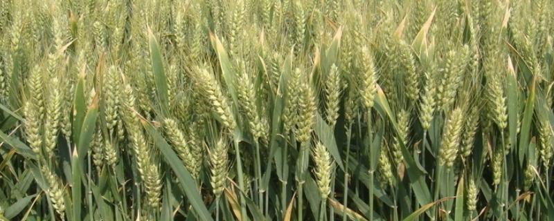 黔麦21号（区试名称：黔0504-1）小麦种子特点，地势较高地区可提早些播种