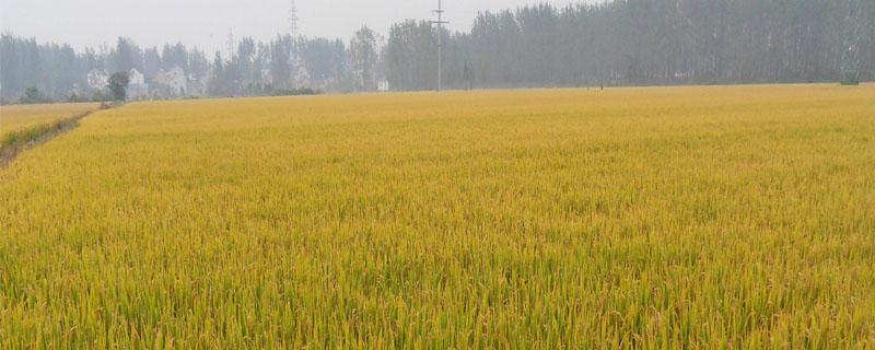 宿两优918水稻种子特征特性，籼型两系杂交水稻品种