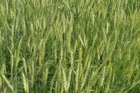 襄麦D31小麦种子特点，小穗着生密度中等