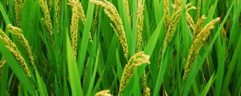 常农粳151水稻种子特征特性，每亩有效穗数20.7万穗