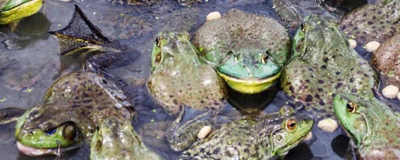 牛蛙有没有寄生虫，牛蛙体内常见寄生虫有裂头蚴、蛙片虫等