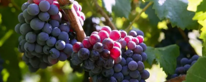 关于葡萄种植的过程，如何培育出高产的葡萄