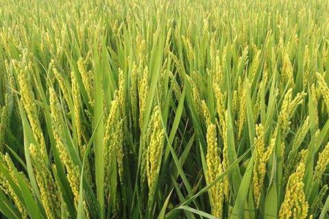 鸿源6号水稻品种的特性，注意病虫草害防治