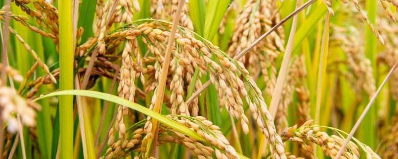 吉优T025水稻品种简介，大田用种量每亩1.5公斤