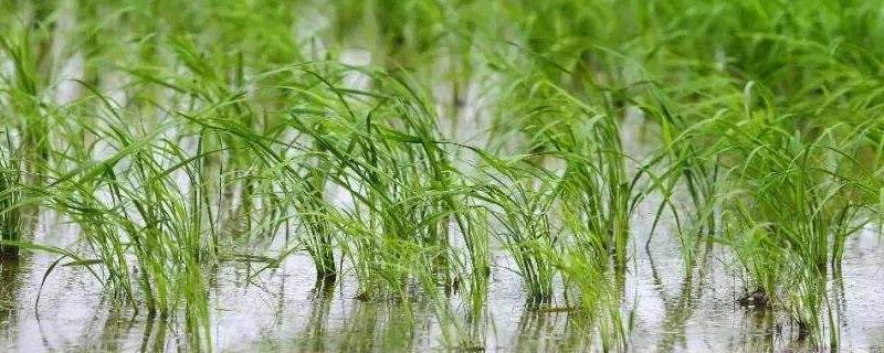 花优357水稻种子介绍，全生育期157.0天