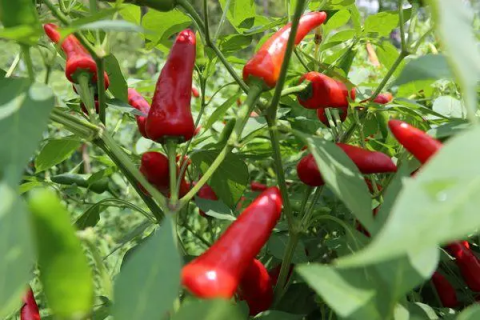 关于辣椒的种植，介绍其实用技巧