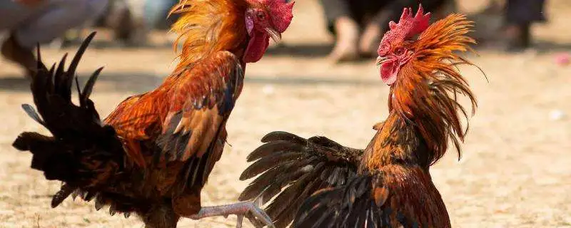 斗鸡该如何喂养好，哪种方式更适合斗鸡养殖