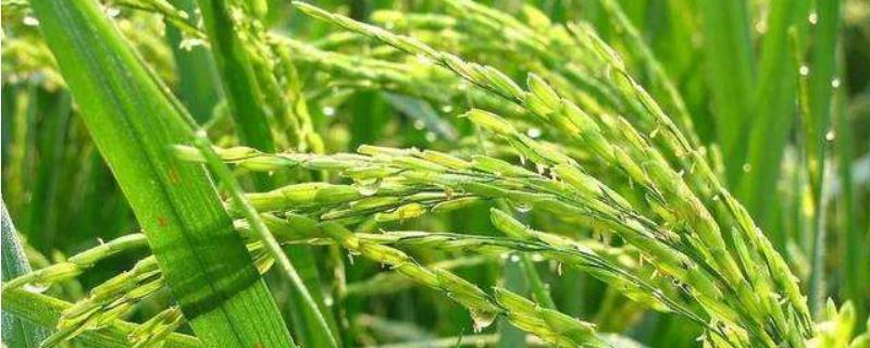 全优16水稻种子特征特性，3月中下旬至4月上旬播种