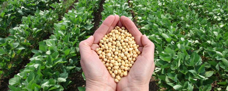 丹豆20大豆品种简介，生育期131天