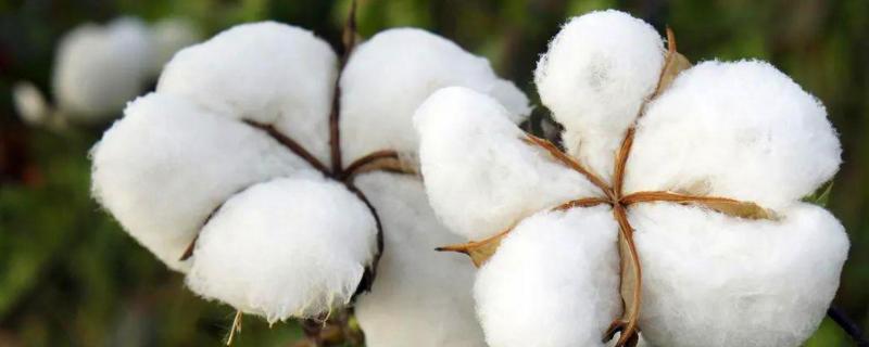 荆棉16棉花品种的特性，4月上中旬播种