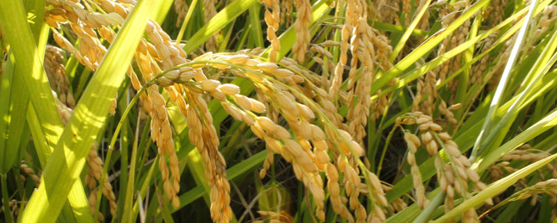 炳优270水稻品种的特性，苗期及时施药防治稻飞虱