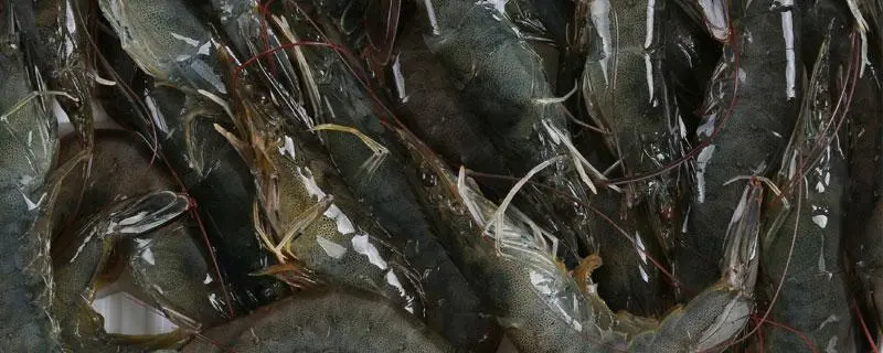 草虾的生活特点，饲养方法