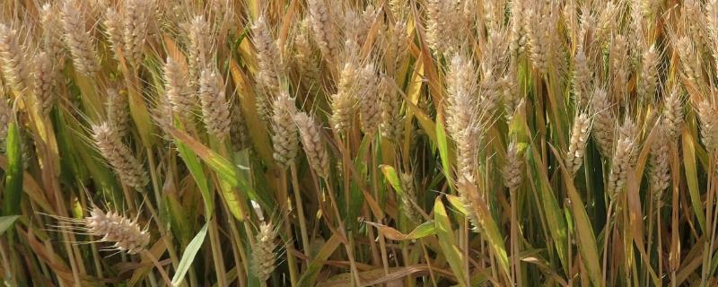 长麦6197小麦种子特点，小穗密度中