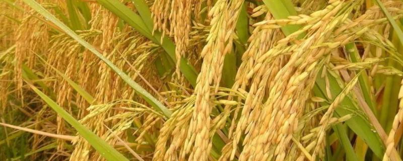 新两优215水稻品种简介，中籼两系杂交稻品种