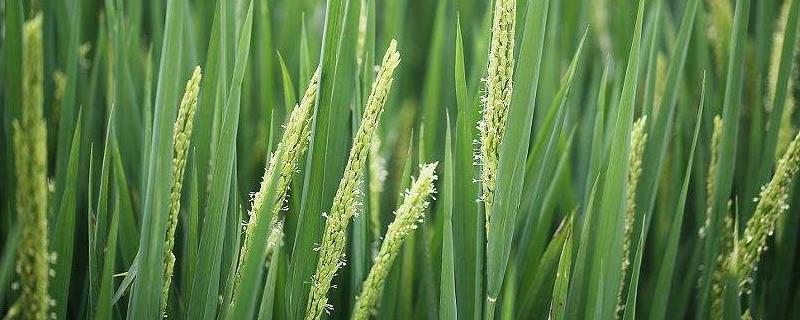 两优516水稻品种简介，每亩有效穗数14.7万穗