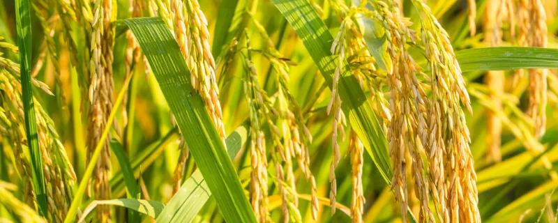 荃优298水稻种子简介，每亩有效穗数14.9万穗