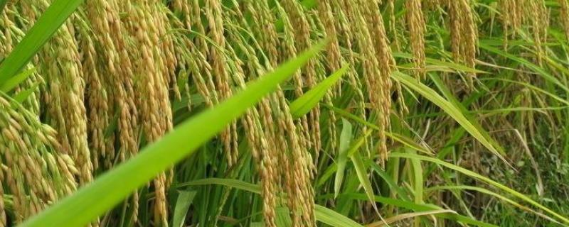 9香优007（区试名称：9香A/R07）水稻种子特征特性，每亩1.2～1.5万穴
