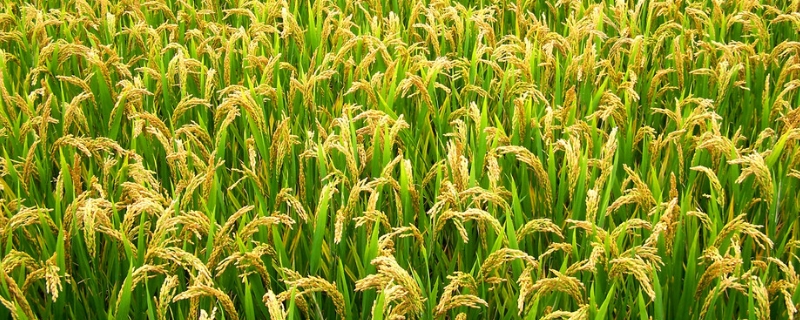 五优油占水稻种子介绍，晚造平均全生育期111天
