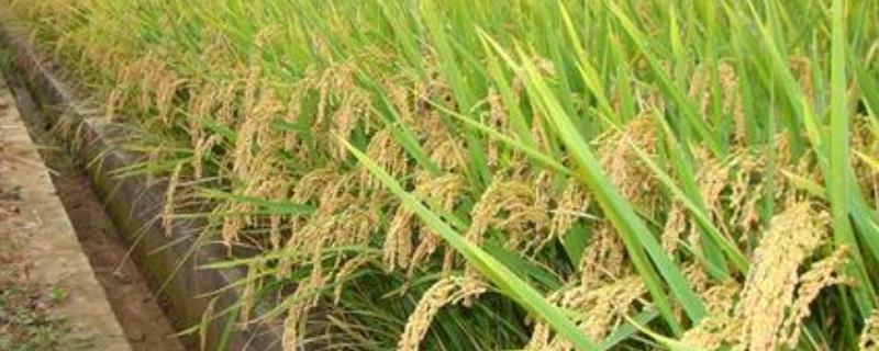 创两优茉莉占水稻品种的特性，鄂北4月中旬播种