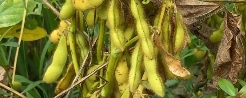 黑农84大豆品种简介，该品种在适应区5月上旬播种