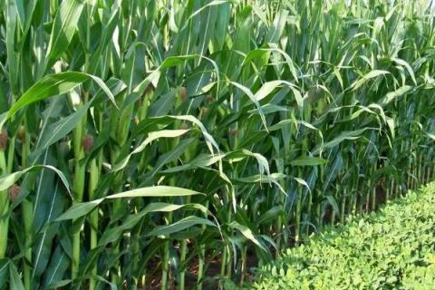 龙单96玉米品种的特性，选择中等以上肥力地块种植