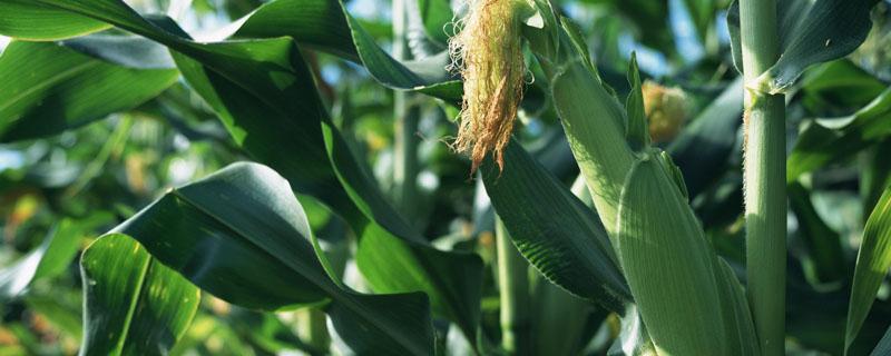 屯玉358玉米种子特征特性，及时防治虫害