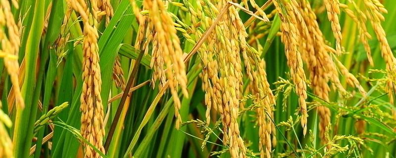 C两优810水稻种子介绍，全生育期129.6天