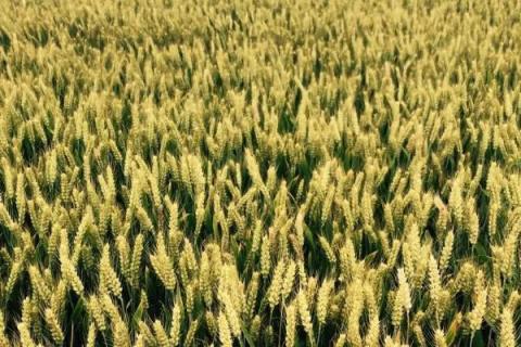 陇春36号小麦品种的特性，3月上中旬播种
