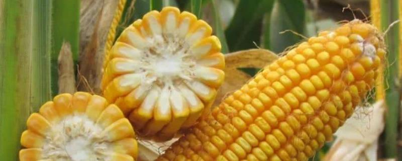 永珍七号玉米种子特点，播种时采用128孔穴盘育苗