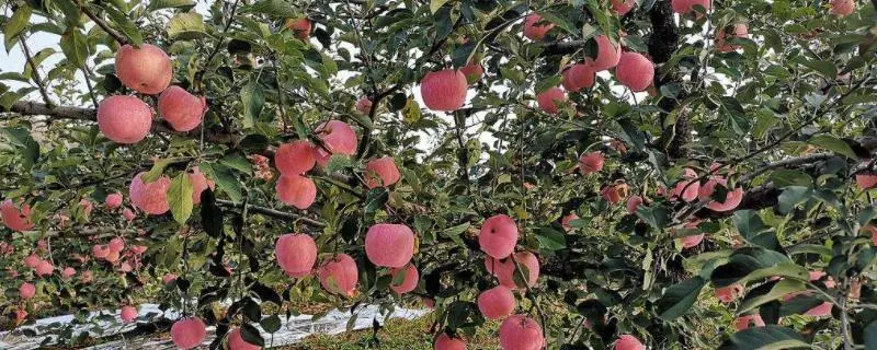 苹果树苗哪里买，种植与管理