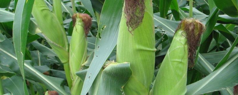 登海533玉米品种的特性，6月上旬至中旬播种
