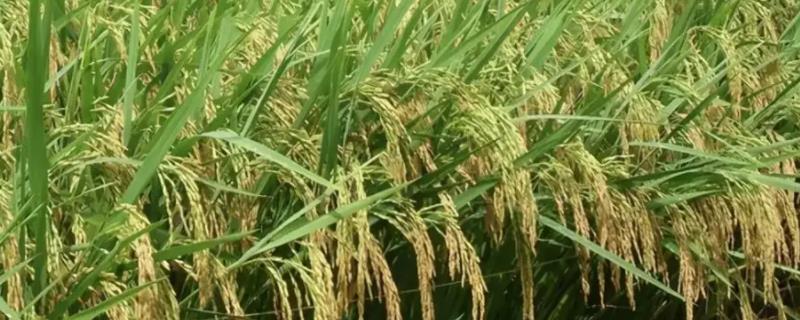成优489水稻种子特点，在始穗期注意防治稻瘟病
