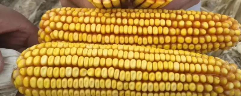 北青340玉米种子特征特性，注意防治瘤黑粉病和锈病