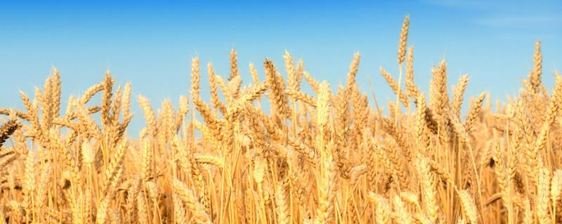 兰天131小麦种子特点，密度以30万粒/亩为宜