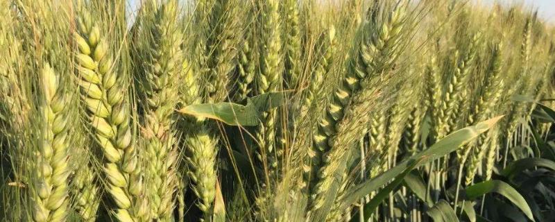 郑麦129小麦品种简介，如延期播种