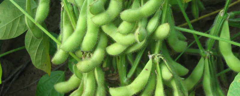 农庆豆20大豆种子简介，普通大豆品种