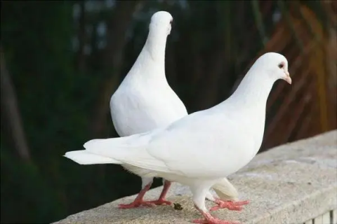 全球最大鸽子品种，其体型特征