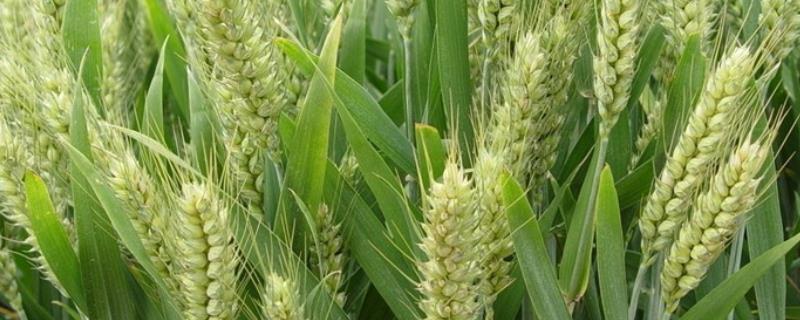 京麦21小麦品种简介，每亩适宜基本苗15万～18万