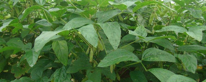 昊疆1号大豆品种的特性，普通大豆品种