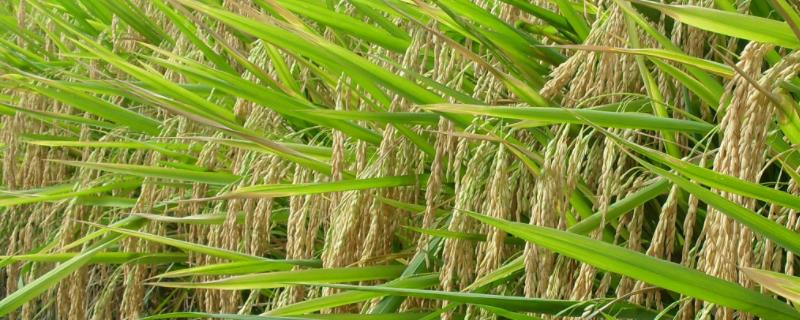 C两优33水稻品种简介，重点防治纹枯病