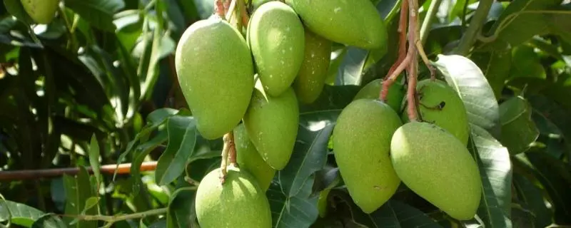 了解芒果的生长周期，芒果是什么季节的水果