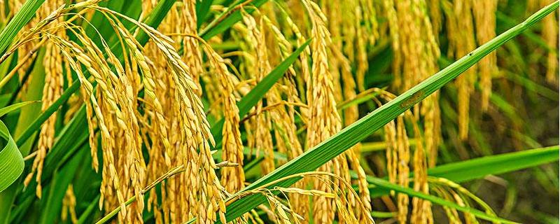 吉源粳稻9水稻品种的特性，穗瘟表现中抗（MR）