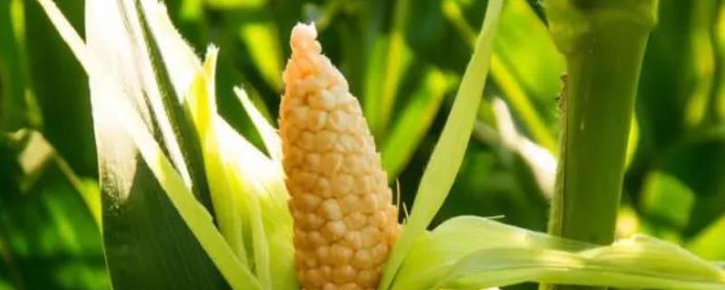 小糯2号（试验名称：小糯2号）玉米品种简介，密度4000株/亩左右