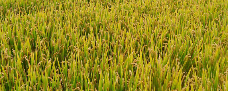 内优683水稻品种简介，每亩1.2～1.5万窝左右